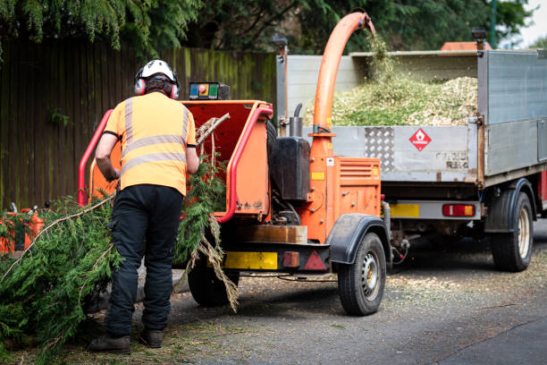 Tree Health Inspection in Dunkirk, NY